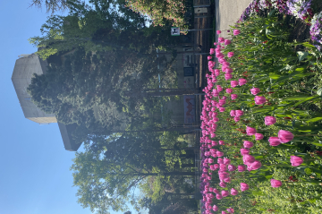 Tulpen blühen in einem Blumenbeet. Im Hintergrund, hinter Bäumen sieht man einen der Flaktürme im Arenbergpark.