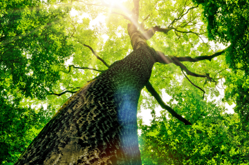 ein Baum welchen man von unten nach oben sieht 