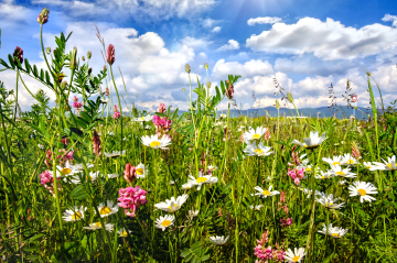 bunte Blumenwiese 