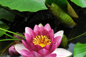 Eine lila Lotusblume im Teich